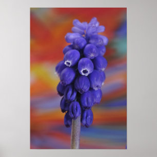 USA, Oregon, Portland. Close-up of blue grape Poster