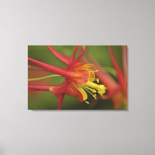 USA, Oregon, Portland. Close-up of columbine Canvas Print