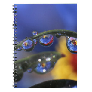 USA, Oregon, Portland, Close-up of ladybird Notebook