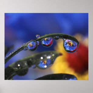 USA, Oregon, Portland, Close-up of ladybird Poster