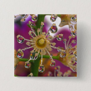 USA, Oregon, Portland. Cosmos flowers reflect in 15 Cm Square Badge