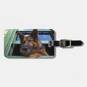 USA, Oregon, Portland. Griff the long-hair Luggage Tag