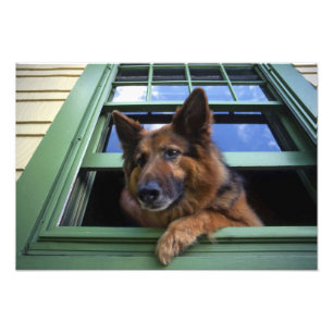 USA, Oregon, Portland. Griff the long-hair Photo Print