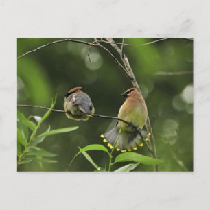 USA, Oregon, Portland. Male cedar waxwing Postcard