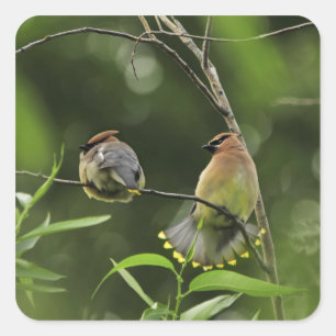 USA, Oregon, Portland. Male cedar waxwing Square Sticker