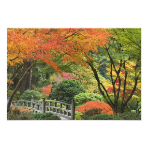 USA, Oregon, Portland. Wooden bridge and maple Photo Print