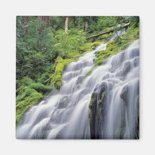 USA, Oregon, Proxy Falls. Proxy Falls rushes Magnet