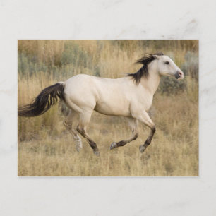 USA, Oregon, Seneca, Ponderosa Ranch. Horse Postcard