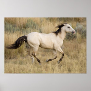 USA, Oregon, Seneca, Ponderosa Ranch. Horse Poster