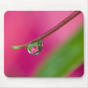 USA, Oregon, Shore Acres Gardens, Water droplet Mouse Pad