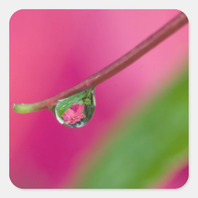 USA, Oregon, Shore Acres Gardens, Water droplet Square Sticker (Front)