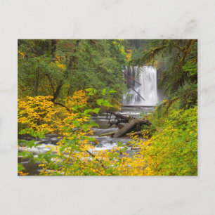 USA, Oregon, Silver Falls State Park 2 Postcard
