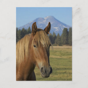 USA, Oregon, Sisters, view of Three Sisters, Postcard