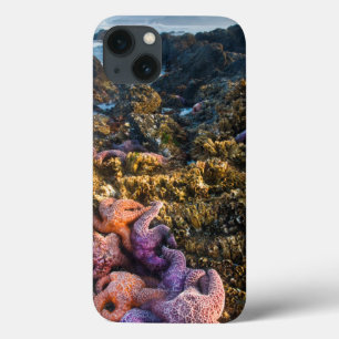 USA, Oregon. Starfish and sea stars iPhone 13 Case