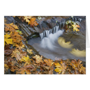 USA, Oregon, Sweet Creek. Fallen maple leaves