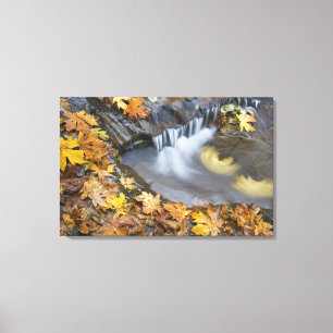 USA, Oregon, Sweet Creek. Fallen maple leaves Canvas Print