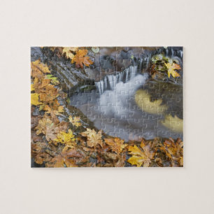USA, Oregon, Sweet Creek. Fallen maple leaves Jigsaw Puzzle