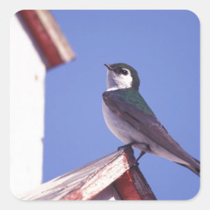 USA, Oregon. Violet-Green Swallow Tachycineta Square Sticker