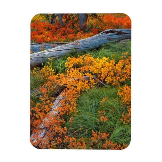 USA, Oregon, Willamette National Forest Magnet (Vertical)