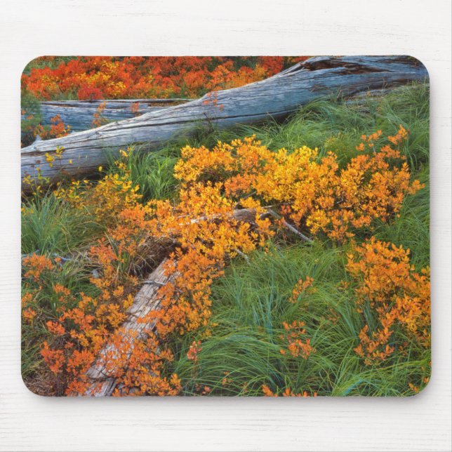 USA, Oregon, Willamette National Forest Mouse Pad (Front)