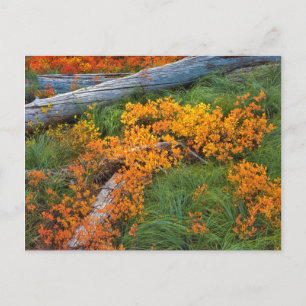USA, Oregon, Willamette National Forest Postcard