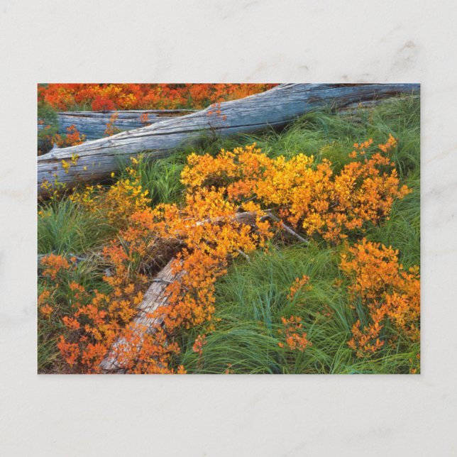 USA, Oregon, Willamette National Forest Postcard (Front)