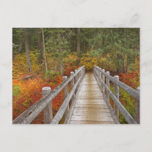 USA, Oregon, Willamette National Forest. Postcard