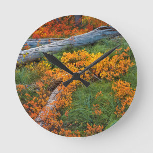 USA, Oregon, Willamette National Forest Round Clock