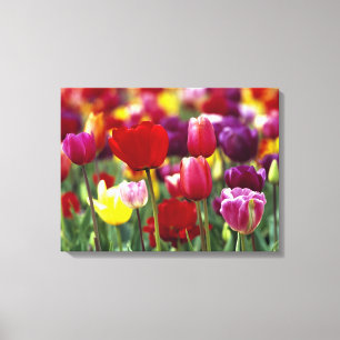 USA, Oregon, Willamette Valley. Beautiful Canvas Print