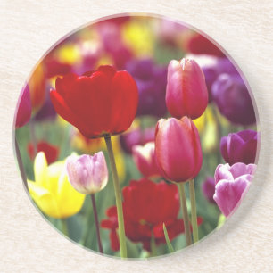 USA, Oregon, Willamette Valley. Beautiful Coaster