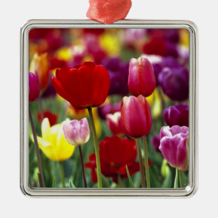 USA, Oregon, Willamette Valley. Beautiful Metal Tree Decoration