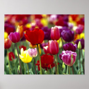 USA, Oregon, Willamette Valley. Beautiful Poster