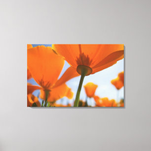 USA, Oregon, Willamette Valley, Close UP of 2 Canvas Print