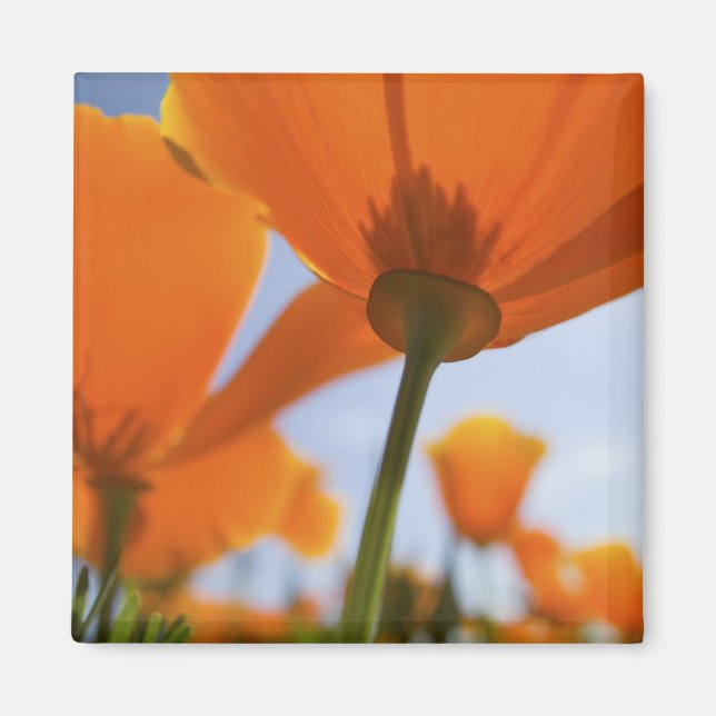 USA, Oregon, Willamette Valley, Close UP of 2 Magnet (Front)