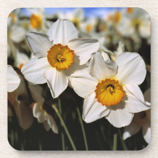 USA, Oregon, Willamette Valley. Daffodils Coaster (Front)
