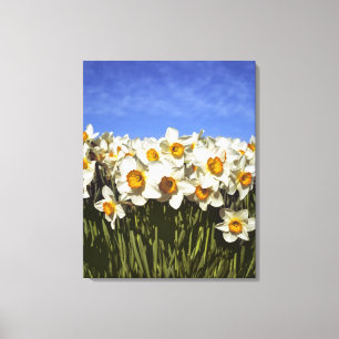 USA, Oregon, Willamette Valley. Daffodils grow Canvas Print