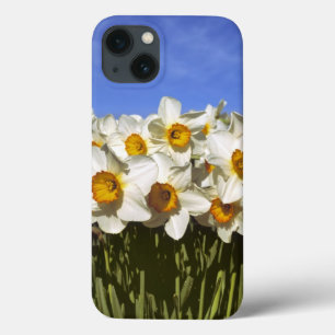 USA, Oregon, Willamette Valley. Daffodils grow iPhone 13 Case