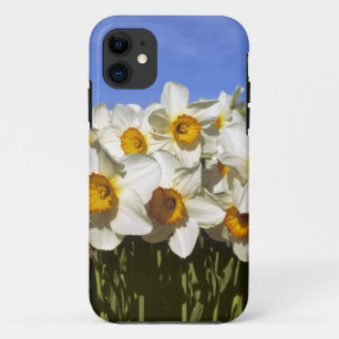 USA, Oregon, Willamette Valley. Daffodils grow iPhone 11 Case