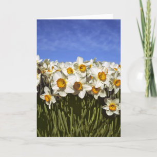 USA, Oregon, Willamette Valley. Daffodils grow Holiday Card