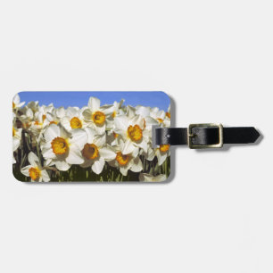 USA, Oregon, Willamette Valley. Daffodils grow Luggage Tag