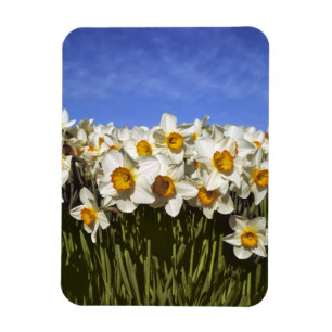 USA, Oregon, Willamette Valley. Daffodils grow Magnet