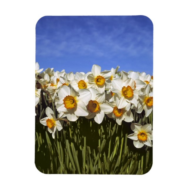 USA, Oregon, Willamette Valley. Daffodils grow Magnet (Vertical)