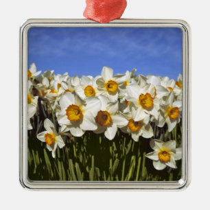 USA, Oregon, Willamette Valley. Daffodils grow Metal Tree Decoration