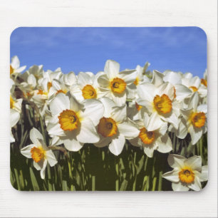 USA, Oregon, Willamette Valley. Daffodils grow Mouse Pad