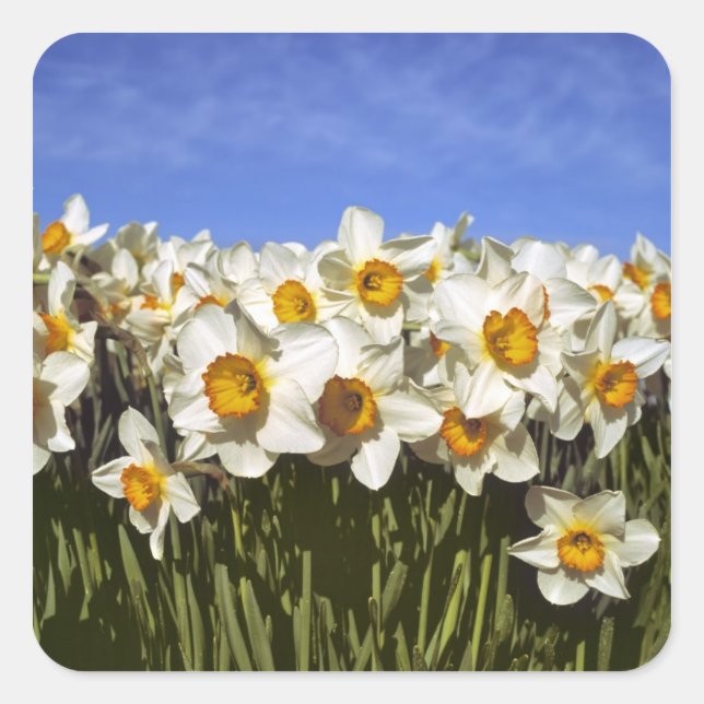 USA, Oregon, Willamette Valley. Daffodils grow Square Sticker (Front)