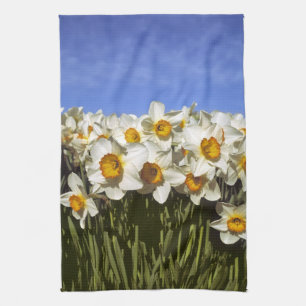 USA, Oregon, Willamette Valley. Daffodils grow Tea Towel