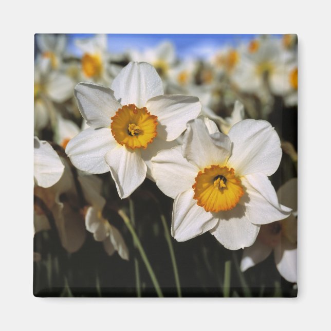 USA, Oregon, Willamette Valley. Daffodils Magnet (Front)