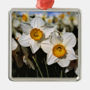 USA, Oregon, Willamette Valley. Daffodils Metal Tree Decoration