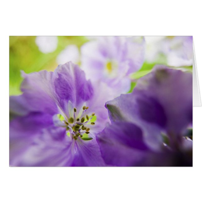 USA, Oregon, Willamette Valley, Larkspur Close (Front Horizontal)