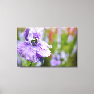 USA, Oregon, Willamette Valley, Larkspur Close 3 Canvas Print
